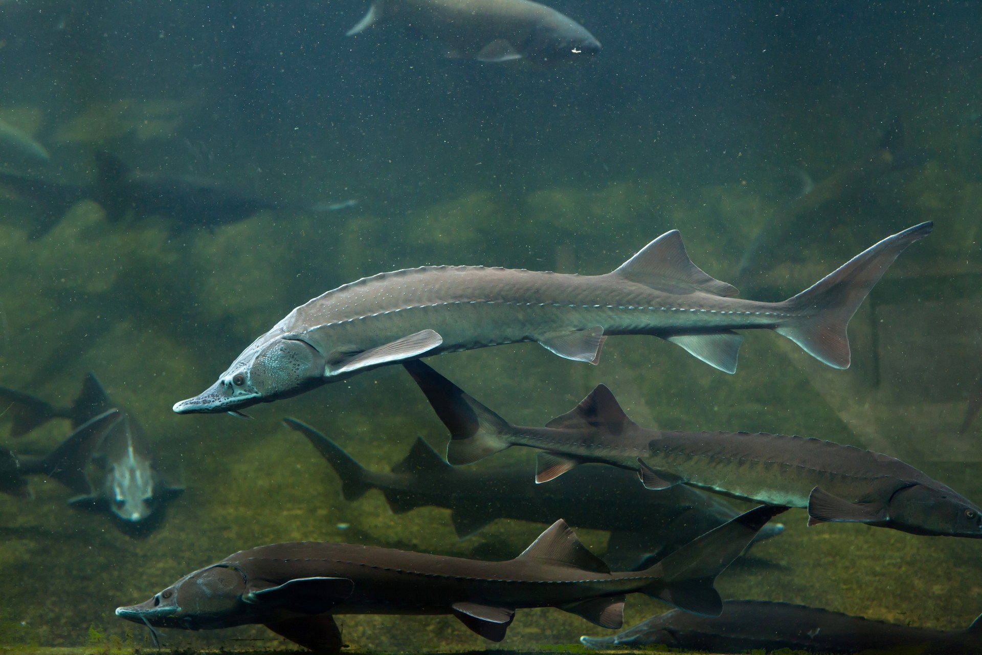 Siberian sturgeon (Acipenser baerii).