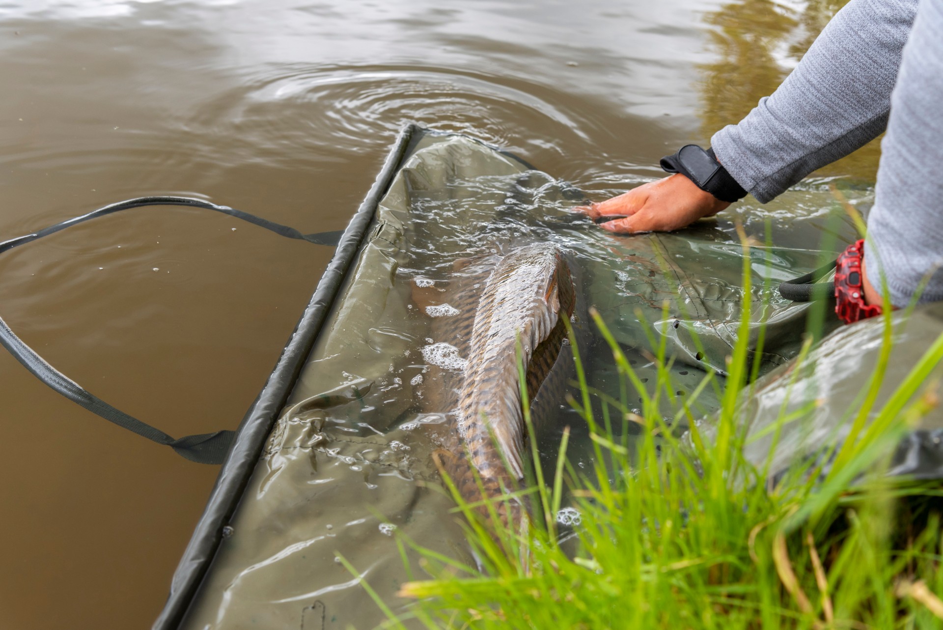 Caught and release . Fisherman releases carp.