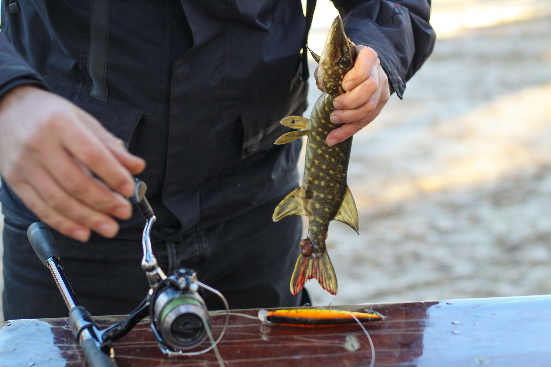 The fisherman removes the caught pike fish from the hook