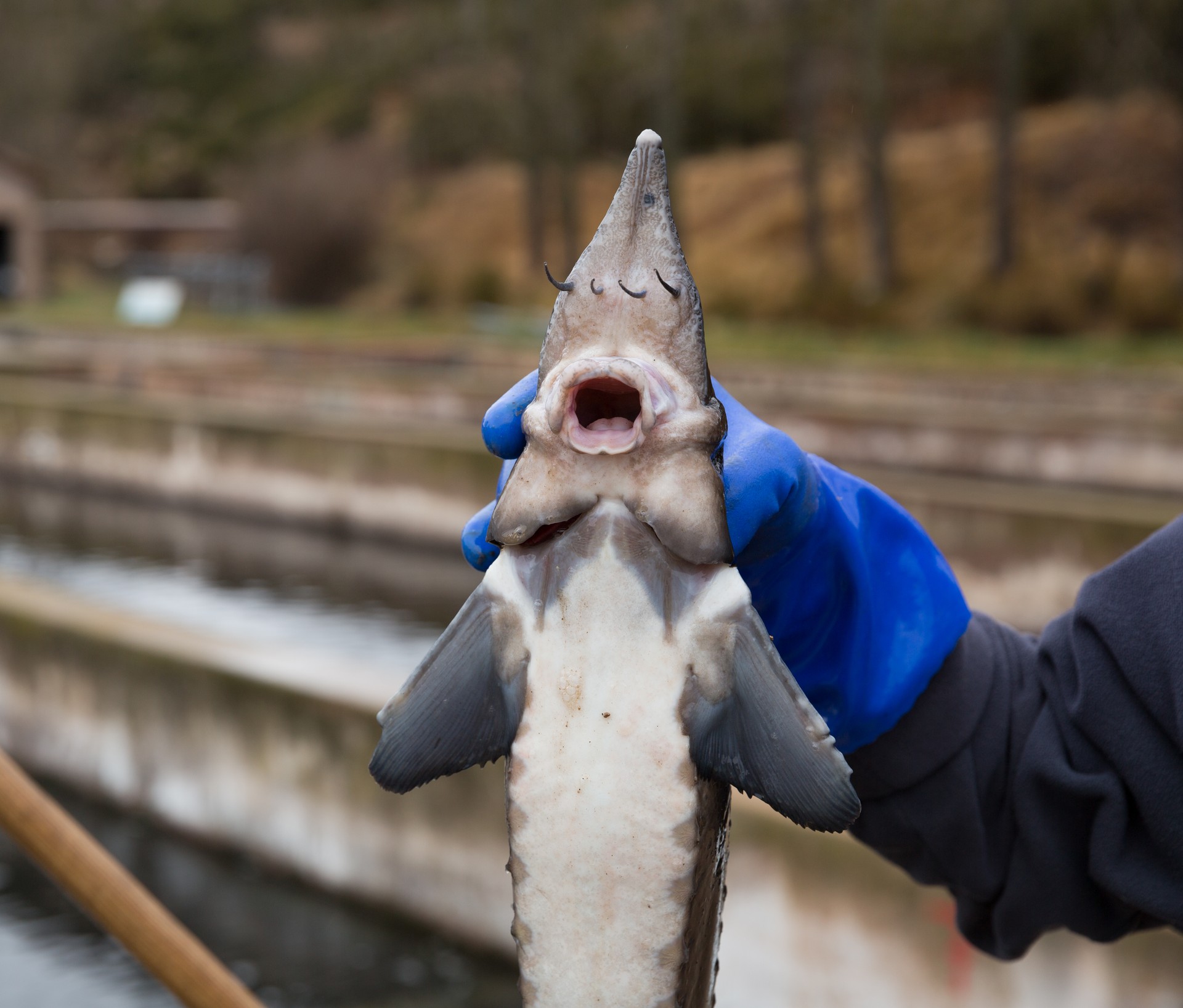 Fresh sturgeon in hand on fish farm